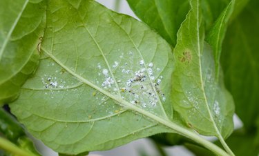 Mealybugs living and spreading under the plant leaf. Mealybugs are sap sucking insects that feed on a wide range of plants.