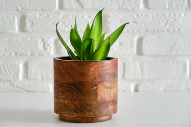 Houseplant Sansevieria Black Dragon in a flower pot against a white brick wall. Home plant on white table, closeup