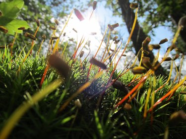 Enjoying moss bathing in the sun