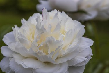Macro view of blooming white peony. Beautiful nature backgrounds.
