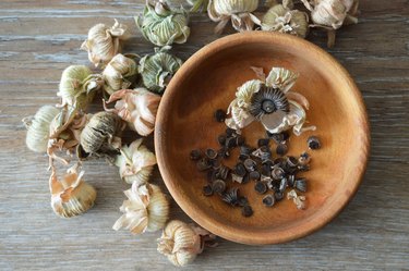 Top view of hollyhock seeds in wooden bowl. Collecting hollyhock flower seeds from dried seed pods