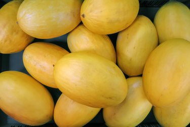 cantaloupe plant stages