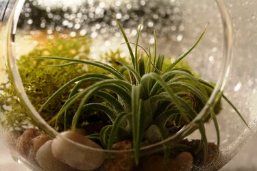 Air plant terrarium