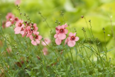 Diascia, pink flowers