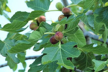 Figs hanging from a tree