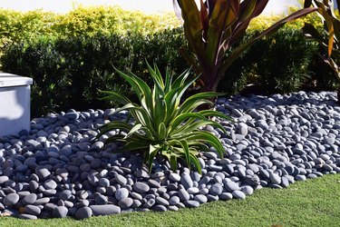 rock garden with plants