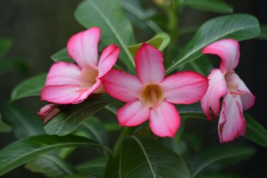 Beautiful desert rose