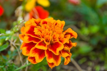 Marigold Flower