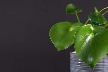 Tropical 'Peperomia Polybotrya Radiator Plant' house plant with thick heart-shaped leaves in gray flower pot on right side and empty copy space on left on dark black background