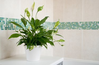 Spathiphyllum Peace Lily indoor plant