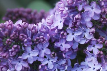 Close up on lilac in a garden