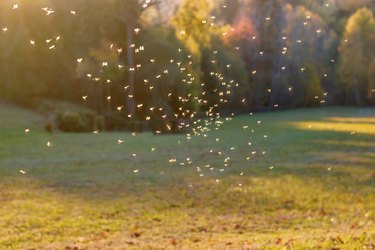 Mosquitos swarm flying in sunset light