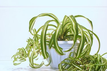 chlorophytum comosum, spider plant