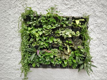 Living wall