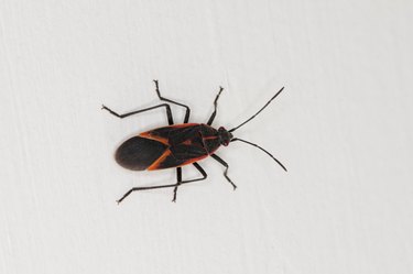Boxelder bug on the side of a white house