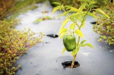 Green pepper plant growing through a hole in black plastic mulch