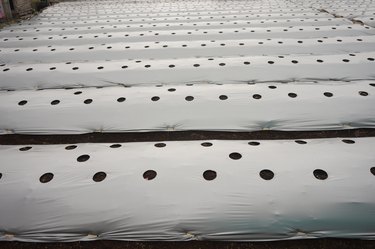 Plastic soil cover