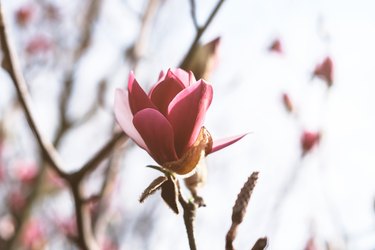 Large purple magnolia in the rays of the sun