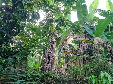 banana tree in the wilderness