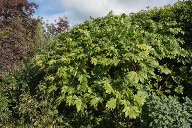 Bright Green Glossy Leaves of a Japanese Aralia or Castor Oil Shrub (Fatsia japonica) with a Bright Blue Sky Background Growing in a Garden in Rural Devon, England, UK