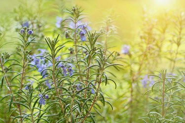 Detail of a rosemary flower bush in the garden, Rosmarinus officinalis