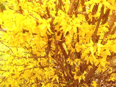 Full Frame Shot Yellow Forsythia Flowers On Branch