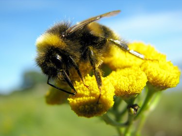 Bumblebee (Småland)