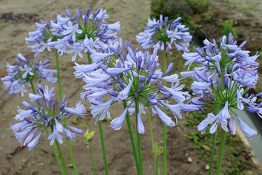 Agapanthusun flowers blooming in the field