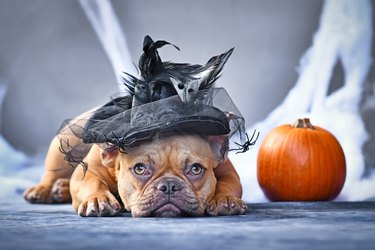 French Bulldog dog dressed up with Halloween witch hat in front of background with spider webs and pumpkin