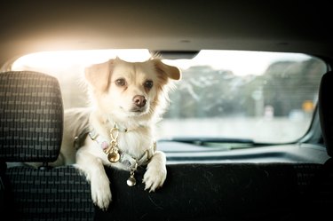 Dog in the back seat of the car