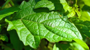 healthy vivid generic green leaf with detailed texture