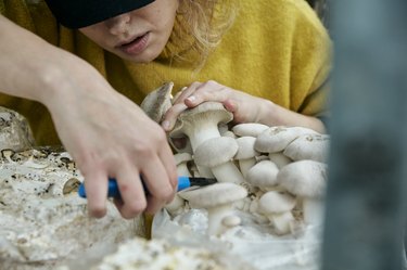 Woman harvesting cultivated edible fungus (King Oyster Mushroom also known as King Trumpet Mushroom, Pleurotus eryngii, ) at fungi farm