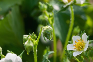 Strawberry flowers damaged by Strawberry root weevil - Otiorhynchus ovatus, pest control issue