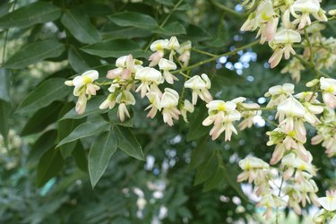 Flowers of Styphnolobium japonicum tree in July