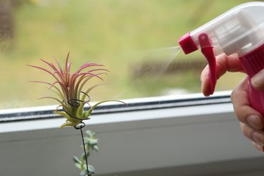 Air plant, Tillandsia ionantha, houseplant succulent no pot on windowsill and water sprayer.