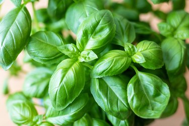 How to Harvest Store Holy Basil ehow