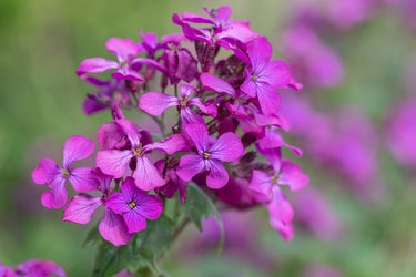 Flowers That Look Like Petunias | ehow