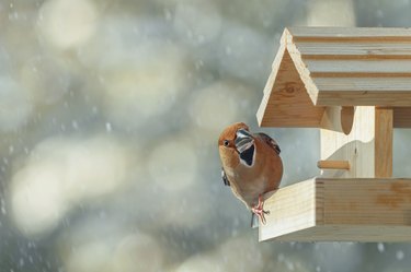 Hawfinch in the bird feeder