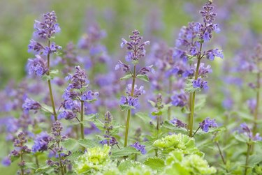 Catmint / Catnip, Nepeta racemosa 'Walker's Low' - II