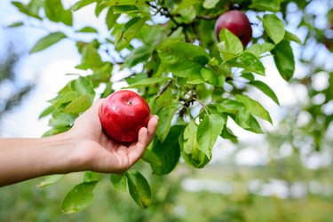 Farmer's hand holds beautiful tasty red apple on branch of apple tree in orchard, harvesting. Autumn harvest in the garden outside.