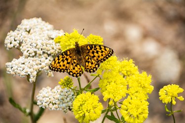 Coronis fritillary butterfly