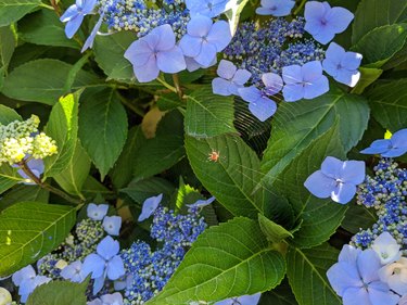 Close up of a spider web woven around light blue flowers