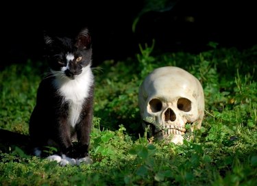 black cat and human skull