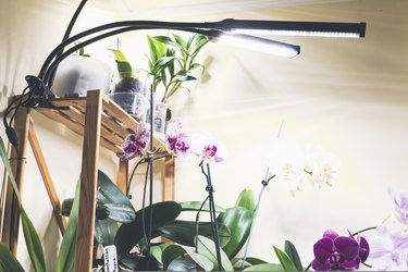additional lighting of room areas, orchids bloom on flower shelves