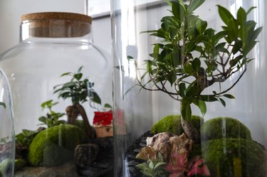 Beautiful jar with live forest with self ecosystem, terrarium, forest in a jar