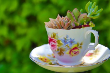 Succulents in a teacup