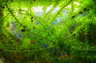 Elodea in aquarium.