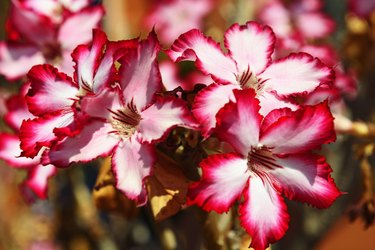 Desert rose (Adenium obesum) , Zambia