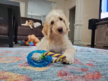 Three month old cream labradoodle puppy laying on a rug with a toy