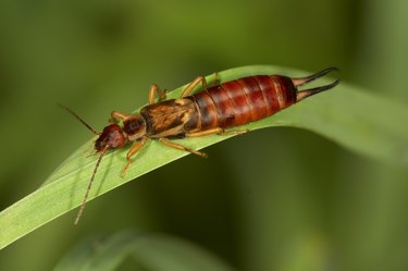 Earwig